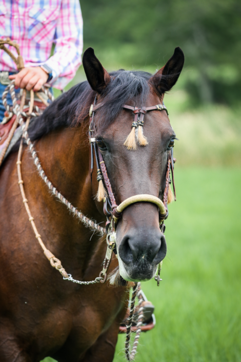 dressage horse sourcing and development