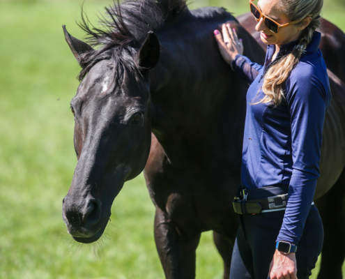 Full horse training and development