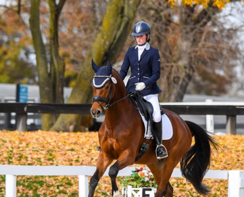 sourcing, developing, and representing quality horses suited for competitive goals by LAM