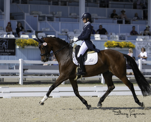 LAM Dressage and Equine Training