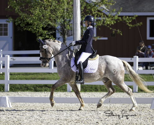 LAM Dressage, Coaching and Training