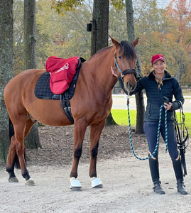 One of LAM Dressage's sponsors is CWD, whose loogo is shown here in red.