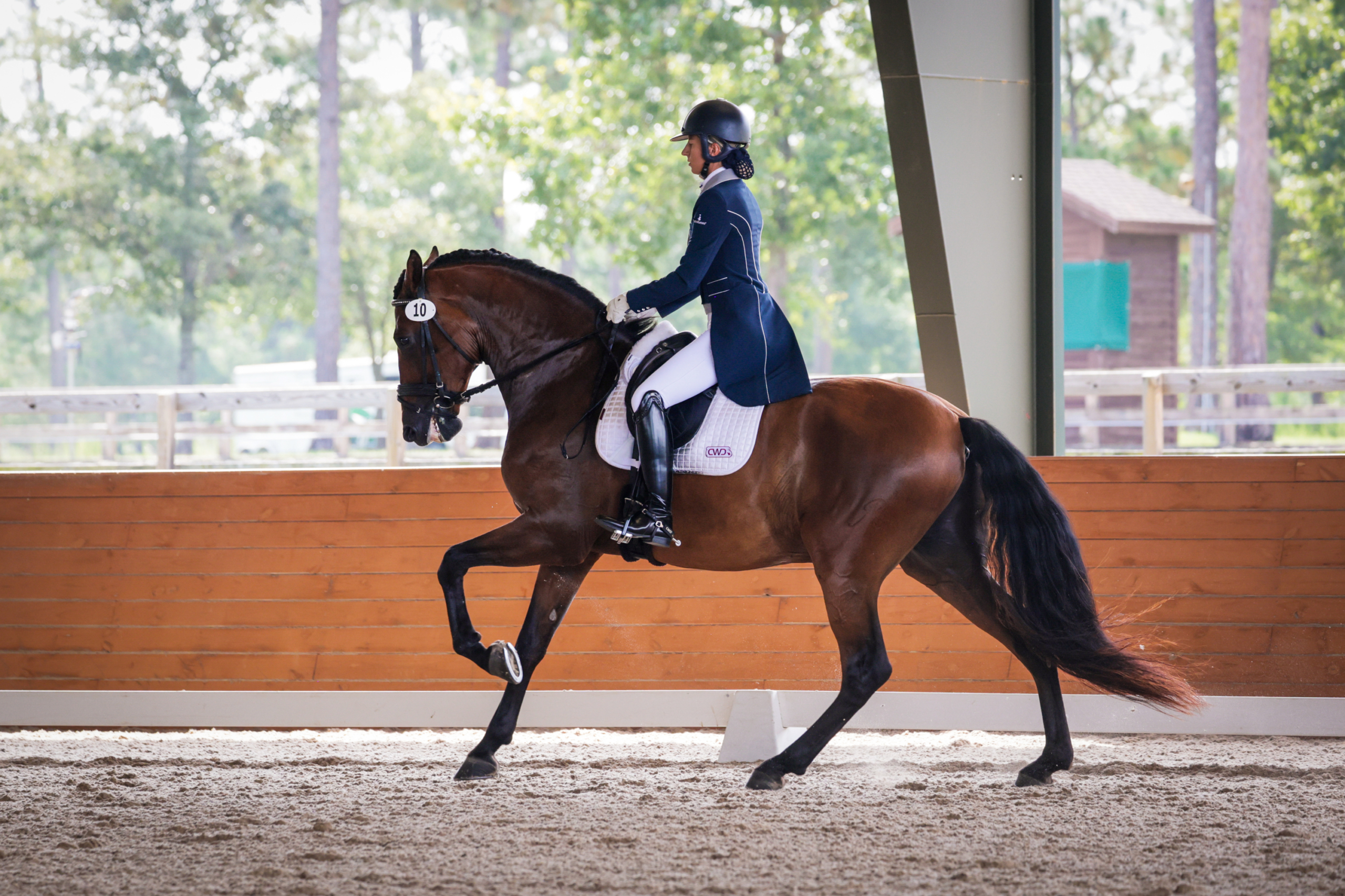 LAM Dressage debuts Desafio Del Lago in competition.