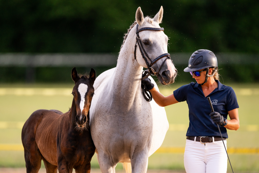 LAM Dressage Debuts Desafio Del Lago