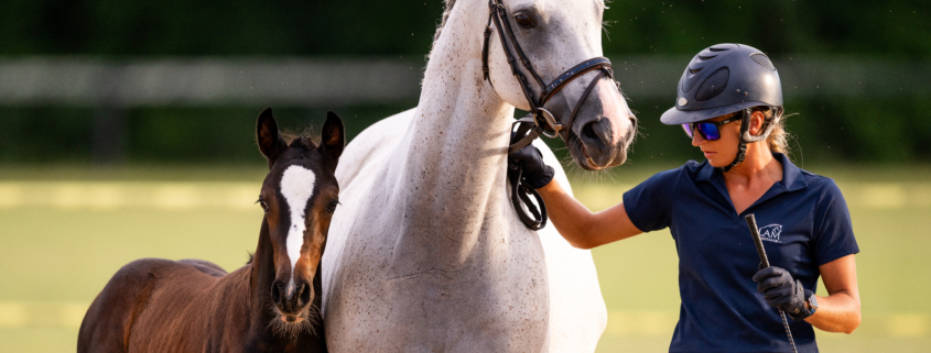 Oldenburg Breed Inspection